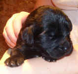 Newfoundland puppy image: Avalon at 2 weeks old