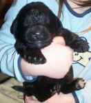 Newfoundland puppy image: Floyd at 2 weeks old
