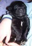Newfoundland puppy image: Mo at 2 weeks old.