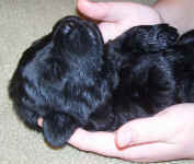 Newfoundland puppy image: Mabel at 2 weeks old.