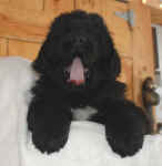Newfoundland puppy image: Gracie at 7 weeks old.
