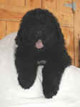 Newfoundland puppy image: Gracie at 7 weeks old.
