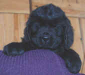Newfoundland puppy image: Tucker at 7 weeks old.