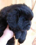 Newfoundland puppy image: Avalon at 7 weeks old