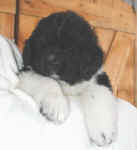 Landseer Newfoundland puppy image:  Kweli at 7 weeks old
