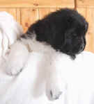 Landseer Newfoundland puppy image:  Kweli at 7 weeks old
