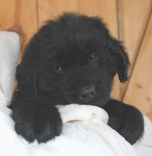 Newfoundland puppy image: Macie at 7 weeks old.