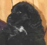 Newfoundland puppy image: Floyd at 7 weeks old.