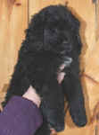 Newfoundland puppy image: Floyd at 7 weeks old.