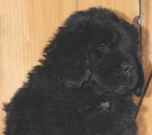 Newfoundland puppy image: Marty at 7 weeks old.