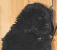 Newfoundland puppy image: Marty (Schooner x Navy)
