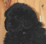 Newfoundland puppy image: Marty at 7 weeks old.