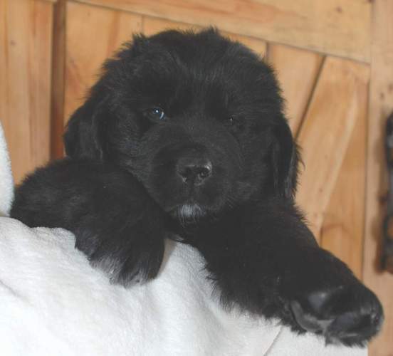 Newfoundland puppy image: Truman at 7 weeks old.