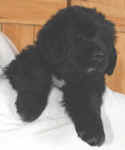 Newfoundland puppy image: Truman at 7 weeks old.
