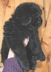 Newfoundland puppy image: Mabel at 7 weeks old.
