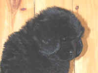 Newfoundland puppy image: Mabel at 7 weeks old.