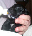 Newborn Newfoundland puppy image: Mo