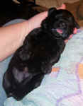 Newborn Newfoundland puppy image: Mabel