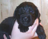 Newfoundland puppy image: Tucker at 3 weeks old.