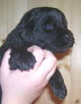 Newfoundland puppy image: Avalon at 3 weeks old
