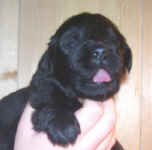 Newfoundland puppy image: Avalon at 3 weeks old