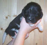 Landseer Newfoundland puppy image:  Kweli at 3 weeks