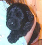 Newfoundland puppy image: Macy at 3 weeks old.