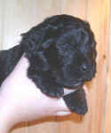 Newfoundland puppy image: Floyd at 3 weeks old