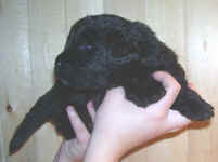 Newfoundland puppy image: Floyd at 3 weeks old