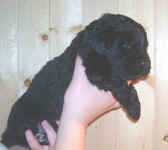 Newfoundland puppy image: Marty at 3 weeks old.