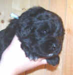 Newfoundland puppy image: Truman at 3 weeks old
