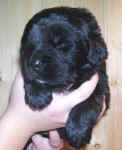 Newfoundland puppy image: Mo at 3 weeks old.
