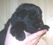 Newfoundland puppy image: Mabel at 3 weeks old.