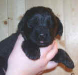 Newfoundland puppy image: Mabel at 3 weeks old.
