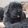 Newfoundland puppy photo:  Norman of Caramor (Everest x Willow pup)