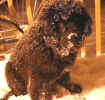 Newfoundland pup photo:  Sir Oliver of Caramor