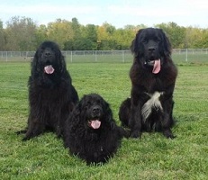Newfoundland dogs: Willow, Ella Blue and Oliver