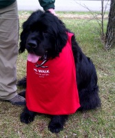 Orson supporting the MS walk in Regina
