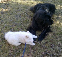 Orson with  new Samoyed pup 'Laska'