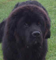 Newfoundland dog Orson; October 2009