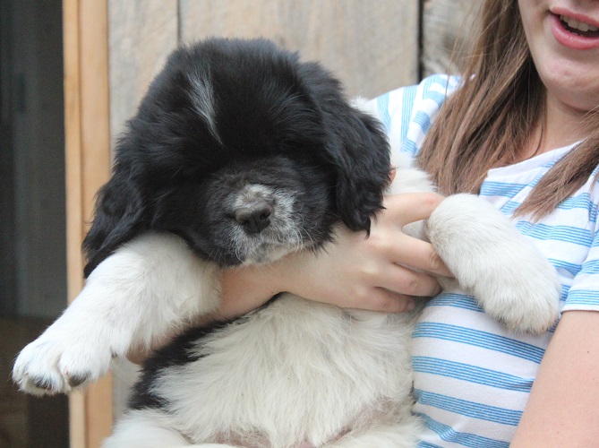 Landseer puppy: Paisley at 7 weeks