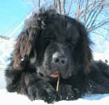 Newfoundland dog: Parker enjoying the snow