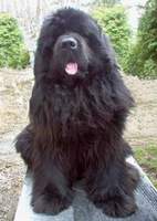 Newfoundland stud dog image: Dulrick Cole Porter Ablackskye