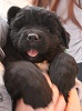 Newfoundland puppy photo: The Mighty Quinn Of Caramor (Everest x Willow)