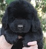 Newfoundland pup 'Caramor's Rosie' (Ike x Willow)