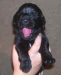 Image of 1 week old Newfoundland pup.