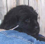 Image of 5 week old Newfoundland pup.