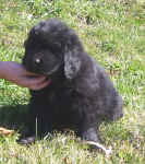 Image of 6 week old Newfoundland pup.