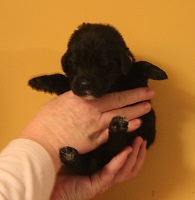Newfoundland pup image: Russell at 10 days
