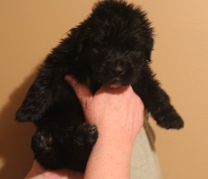 Newfoundland pup image: Russell at 3 weeks